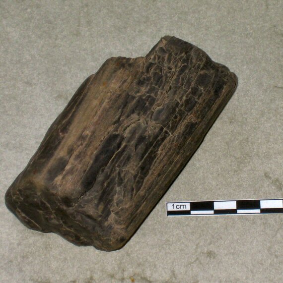 Fossiliensammler U.Lieven